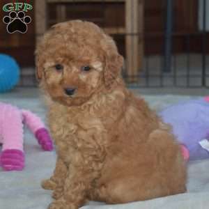 Keith, Miniature Poodle Puppy